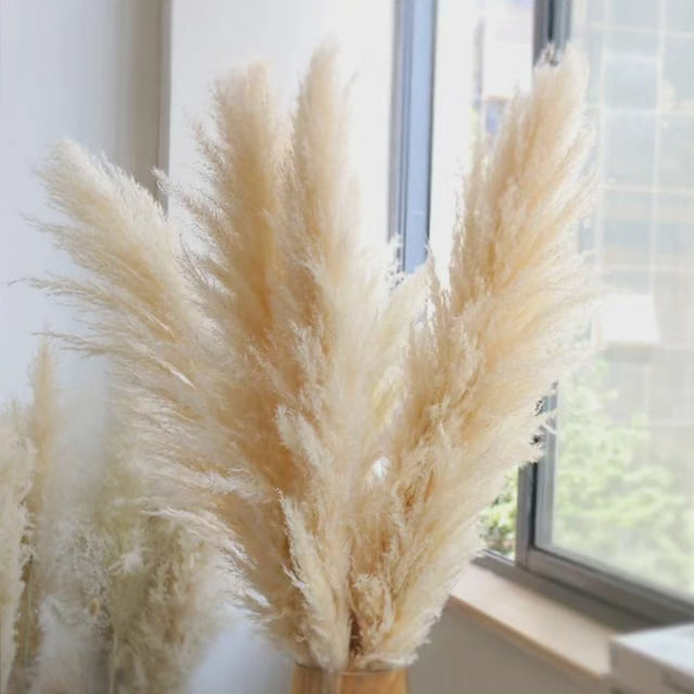 Stort fluffigt pampasgräs