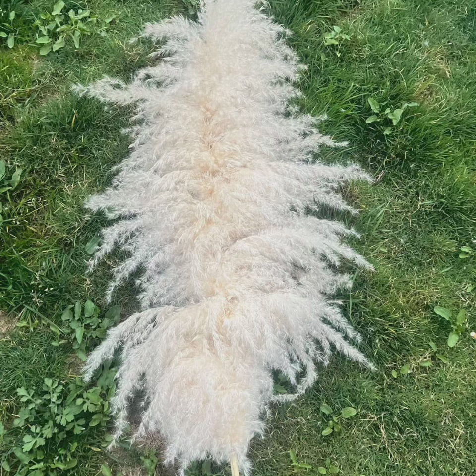 Stort fluffigt pampasgräs