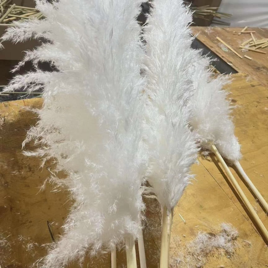 Stort fluffigt pampasgräs
